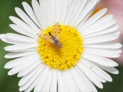 Campiglossa sororcula