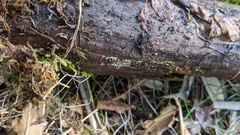 Henningsomyces candidus