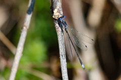 Lestes congener
