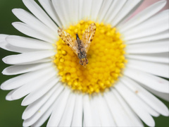 Campiglossa sororcula