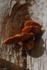 Agaricineae