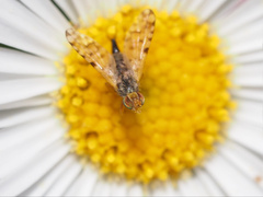 Campiglossa sororcula