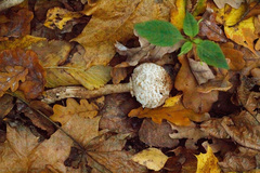 Chlorophyllum rhacodes
