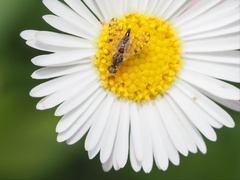 Campiglossa sororcula