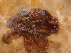 Notocomplana
