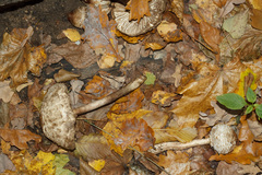 Chlorophyllum rhacodes