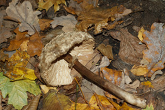 Chlorophyllum rhacodes