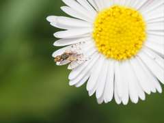 Campiglossa sororcula