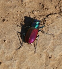 Cicindela scutellaris