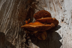 Agaricineae