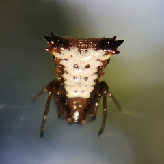 Micrathena duodecimspinosa