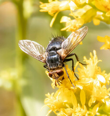 Tachininae
