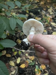Leucoagaricus leucothites