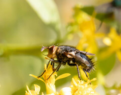 Tachininae
