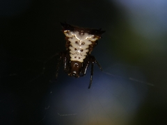 Micrathena duodecimspinosa