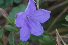 Ruellia humilis