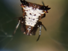 Micrathena duodecimspinosa