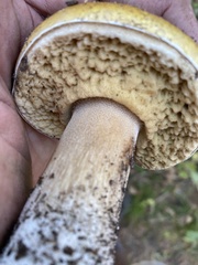 Boletus