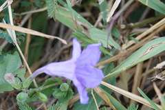 Ruellia humilis
