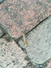 Anisota virginiensis