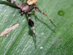 Stephanopis barbipes