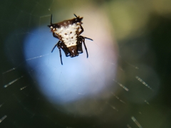 Micrathena duodecimspinosa
