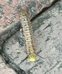 Anisota virginiensis