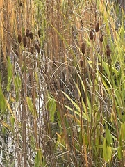Typha laxmannii