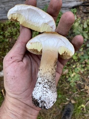 Boletus