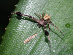 Stephanopis barbipes