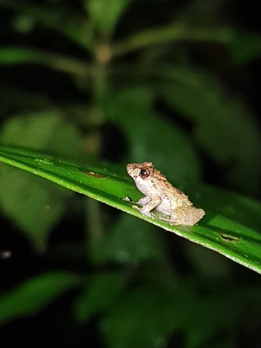 Malli's Rain Frog, Pristimantis mallii