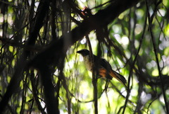 Saltator coerulescens