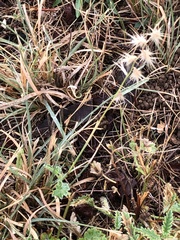 Bouteloua rigidiseta