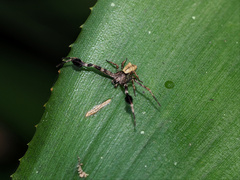 Stephanopis barbipes