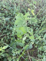 Mesosphaerum suaveolens