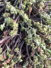 Cardionema ramosissimum