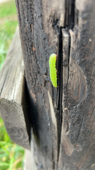 Panopoda