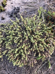 Cardionema ramosissimum