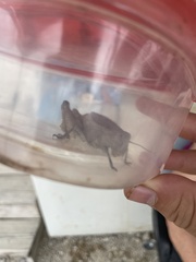 Phrynotettix robustus