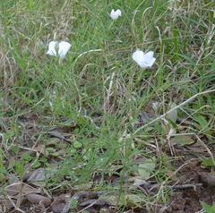 Nierembergia linariifolia