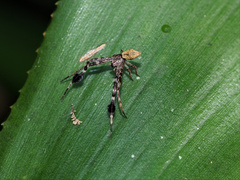 Stephanopis barbipes