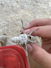 Phrynotettix robustus