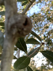 Callirhytis quercusbatatoides