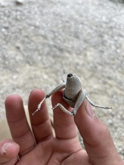 Phrynotettix robustus