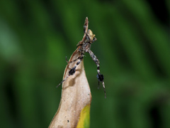 Stephanopis barbipes