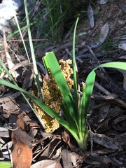 Lomandra multiflora