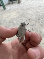 Phrynotettix robustus