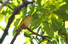 Euphonia chlorotica