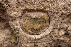 Bothriocyrtum californicum