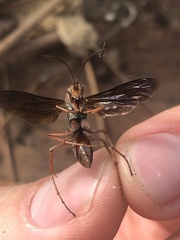 Tachypompilus ferrugineus